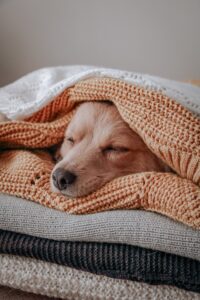 Hundefutter für nierenkranke Hunde